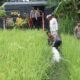 Cocoki  Tauwwa Polres Bulukumba Bantu Warga Atasi Kekeringan Sawah.