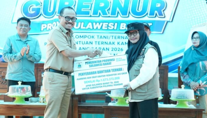 Gubernur Suhardi Duka Serahkan ki Bantuan Kambing dan Ayam ke Kelompok Tani-Ternak Majene