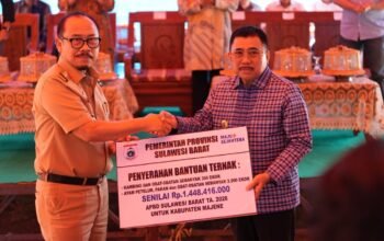 Pemprov Sulbar Salurkan ki 304 Kambing dan 2.200 Ayam Petelur ke Kelompok Tani Majene