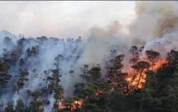 Cegah Karhutla Meluas, Gubernur Sulbar Imbau ki Warga Tidak Buka Lahan dengan Menggarap Api