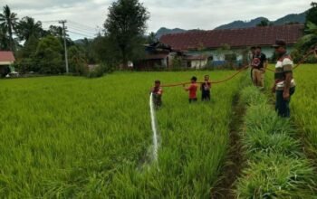 Macca, Damkar Sinjai Bersama TNI Siram 13 Hektar Sawah Kekeringan di Sinjai