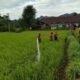 Macca, Damkar Sinjai Bersama TNI Siram 13 Hektar Sawah Kekeringan di Sinjai