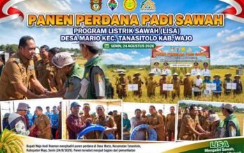 Panen Perdana Program Listrik Sawah di Wajo, Bupati Andi Rosman Dorong Produktivitas Petani