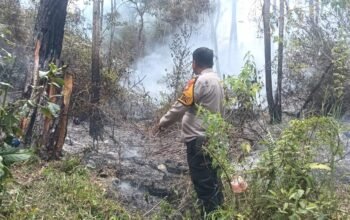 Karhutla Tawalian Mamasa Bakar ki 2 Hektare Lahan, TNI-Polri dan Damkar Turun Tangan Api Dicegah Mendekati Permukiman