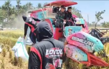 Danramil Belawa Hadiri Panen Raya, Sinergi TNI dan Pemda Wajo Perkuat Ketahanan Pangan