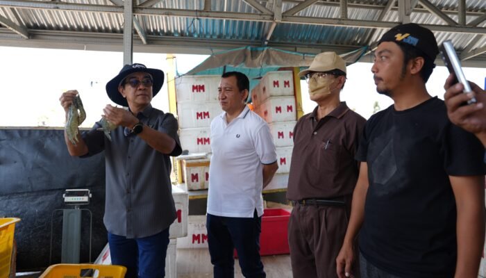 Jekaji! Unhas Panen 60 Ton Udang Vaname dari 11 Kolam Tambak ri Jeneponto