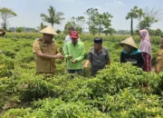 Bupati Takalar Panen Cabai, Pastikan Ki Tauwwa Petani Sudah Balik Modal