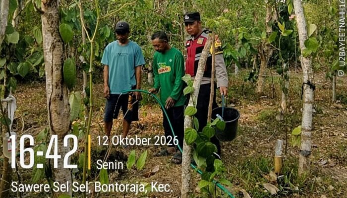 Dampak Kemarau, Bhabinkamtibmas Polres Bulukumba Bantu ki Warga Siram Tanaman Merica