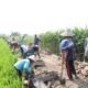 Talud Penahan Tanah TMMD ke-130 Kodim Gowa progres Capai 63 Persen mi